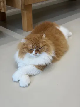 Cat Café MOFF イオンモールナゴヤドーム前店に投稿された画像（2026/9/3）