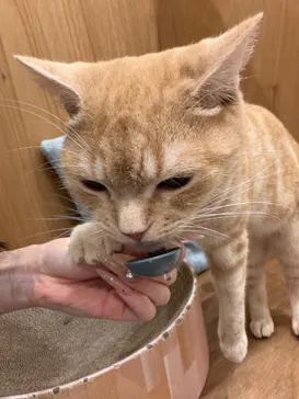 Cat Café MOFF イオンモールナゴヤドーム前店に投稿された画像（2026/9/3）