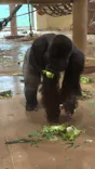 名古屋市東山動植物園に投稿された画像（2026/9/3）