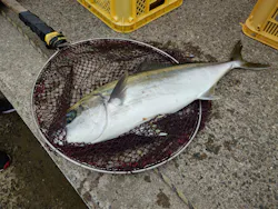 九十九里海釣りセンターに投稿された画像（2026/9/3）