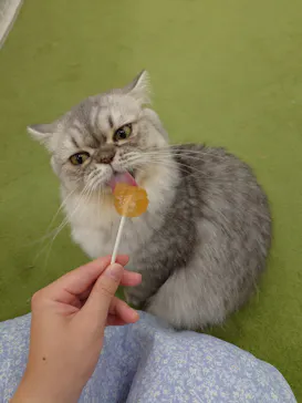 猫カフェモカ イオンモール神戸北店に投稿された画像（2026/9/3）