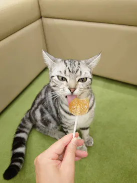 猫カフェモカ イオンモール神戸北店に投稿された画像（2026/9/3）