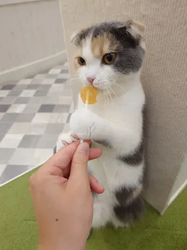 猫カフェモカ イオンモール神戸北店に投稿された画像（2026/9/3）