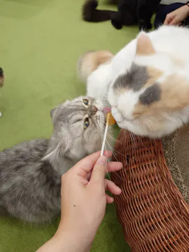 猫カフェモカ イオンモール神戸北店に投稿された画像（2026/9/3）