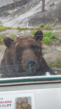 のぼりべつクマ牧場に投稿された画像（2026/9/3）