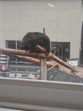 のぼりべつクマ牧場に投稿された画像（2026/9/3）
