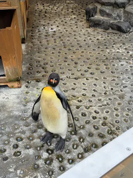 下田海中水族館に投稿された画像（2026/9/4）