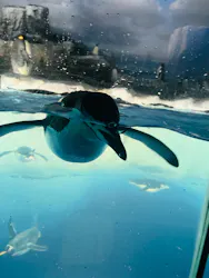 名古屋港水族館に投稿された画像（2026/9/4）