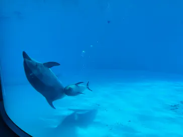 名古屋港水族館に投稿された画像（2026/9/4）