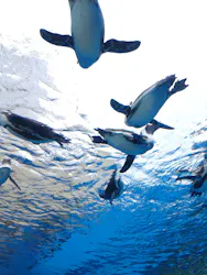 サンシャイン水族館に投稿された画像（2026/9/4）