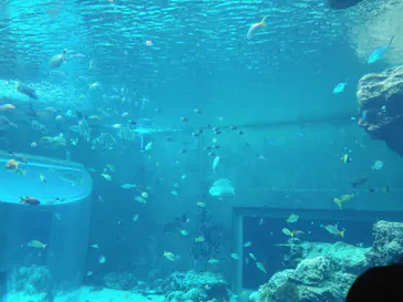 沖縄美ら海水族館に投稿された画像（2026/9/4）