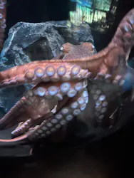 サンシャイン水族館に投稿された画像（2026/9/4）