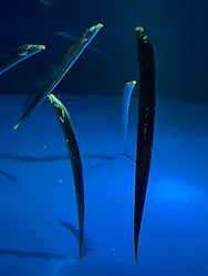 サンシャイン水族館に投稿された画像（2026/9/4）