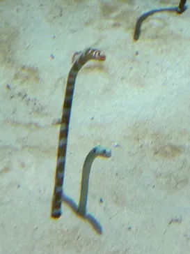 沖縄美ら海水族館に投稿された画像（2026/9/4）