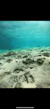 武藤潜水に投稿された画像（2026/9/4）