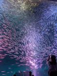 名古屋港水族館に投稿された画像（2026/9/4）