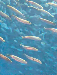 名古屋港水族館に投稿された画像（2026/9/4）