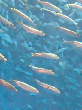 名古屋港水族館に投稿された画像（2026/9/4）