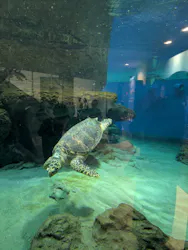 名古屋港水族館に投稿された画像（2026/9/4）