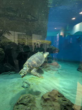 名古屋港水族館に投稿された画像（2026/9/4）