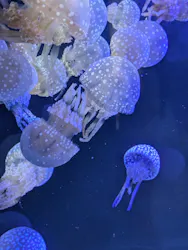 名古屋港水族館に投稿された画像（2026/9/4）