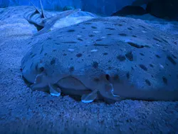名古屋港水族館に投稿された画像（2026/9/4）