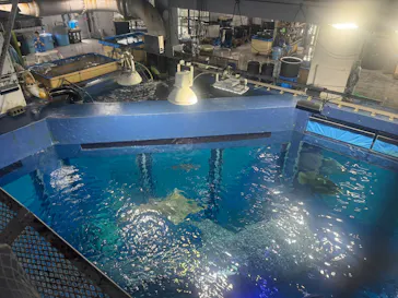 沖縄美ら海水族館に投稿された画像（2026/9/4）