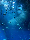 アクアワールド茨城県大洗水族館に投稿された画像（2026/9/4）
