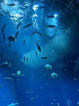 アクアワールド茨城県大洗水族館に投稿された画像（2026/9/4）