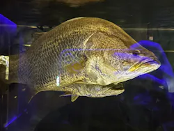 カワスイ 川崎⽔族館に投稿された画像（2026/9/4）