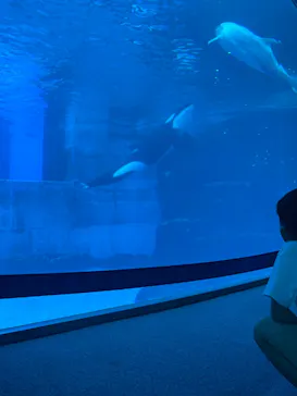 名古屋港水族館に投稿された画像（2026/9/4）
