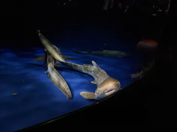 新江ノ島水族館に投稿された画像（2026/9/4）
