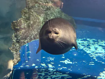 新潟市水族館マリンピア日本海に投稿された画像（2026/9/4）