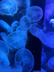新潟市水族館マリンピア日本海に投稿された画像（2026/9/4）