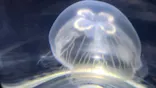 すみだ水族館に投稿された画像（2026/9/5）