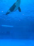 名古屋港水族館に投稿された画像（2026/9/5）