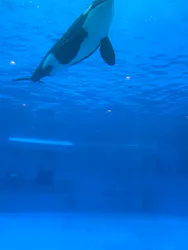 名古屋港水族館に投稿された画像（2026/9/4）