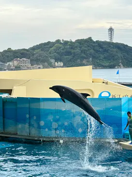 新江ノ島水族館に投稿された画像（2026/9/5）