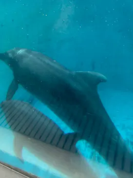 新江ノ島水族館に投稿された画像（2026/9/5）