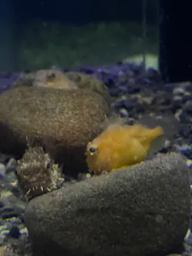新江ノ島水族館に投稿された画像（2026/9/5）