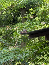 名古屋市東山動植物園に投稿された画像（2026/9/5）