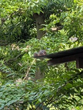 名古屋市東山動植物園に投稿された画像（2026/9/5）