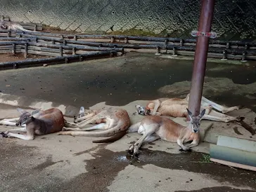 多摩動物公園に投稿された画像（2026/9/5）