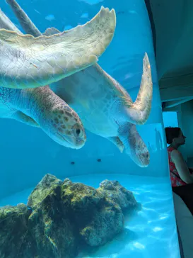 沖縄美ら海水族館に投稿された画像（2026/9/5）