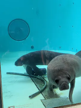 沖縄美ら海水族館に投稿された画像（2026/9/5）