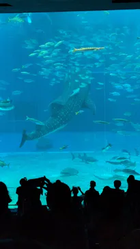 沖縄美ら海水族館に投稿された画像（2026/9/5）
