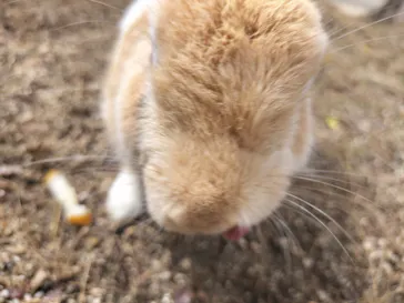 しろとり動物園に投稿された画像（2026/9/5）