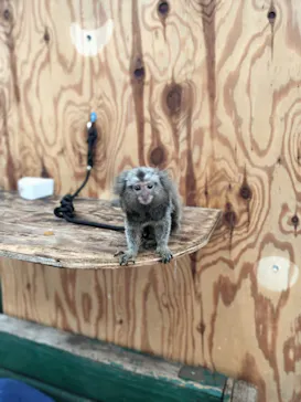 しろとり動物園に投稿された画像（2026/9/5）