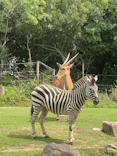 天王寺動物園に投稿された画像（2026/9/5）
