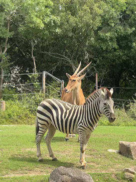 天王寺動物園に投稿された画像（2026/9/5）